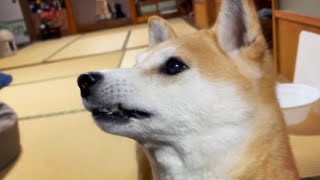 お土産が気になりすぎてパパのお出迎えが雑になってしまう柴犬　Dad is back with take his mom's homemade foods