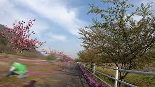 【走ってみた】さくらんぼサイクリングロード（山寺→天童市荒谷）