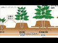 【春_じゃがいも栽培】成功の秘訣を説明 芽出しと〇〇でもう失敗しない【種芋の準備】