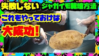 【春_じゃがいも栽培】成功の秘訣を説明  芽出しと〇〇でもう失敗しない【種芋の準備】