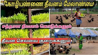 கோழிபண்ணை தீவன செலவை குறைக்கும் வழி/ Chicken farm feed management