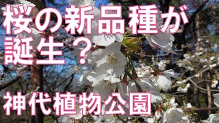 【大発見】お花見 桜の新品種？神代植物公園で発見される？第２の神代曙？【スクープ】