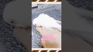 【セキセイインコ】おしりフリフリ再来！#セキセイインコ