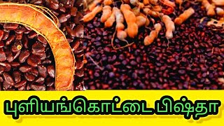 Tamarind seed uses. Powerful Energy. புளியங்கொட்டை பயன்கள்.