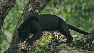 ब्लॅक पँथर | Black Panther Kill || live Hunting #tiger #blackpanther #black#wildlife #attack