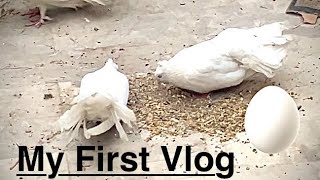 My First Vlog | Pets Vlog |Madi na Anda De Dya || AK Pets Vlog.#vlogger #pets_vlog #1