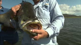 Barramundi on Surface Frogs