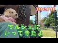 けいはんな記念公園のマルシェに行きました。