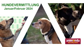 Hundevermittlung - Januar/Februar 2024 (Tierheim Hannover TV)