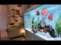 Top 5 Best Home Aquarium for Discus | Unbelievable Discus Tank