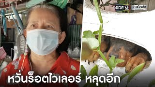 ชาวบ้านยังผวา! หวั่นร็อตไวเลอร์ หลุดอีก | ข่าวเย็นช่องวัน | ข่าวช่องวัน