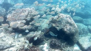 FANTASTIC SNORKELING AT SHARK'S COVE - PART. 4 - PUPUKEA - OAHU - HAWAII