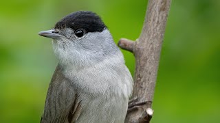 Eurasian Blackcap singing | Sylvia atricapilla | Svarthätta