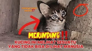 KUCING INI LIHAT APA KIRA-KIRA GUYS!🤯