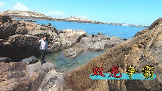 海岸这么不起眼的小水坑，竟隐藏两条大海龙，小林抓到涨潮不想走