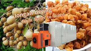 Snluck Longan Dryer Equipment:How to quickly dry longan, longan drying method.