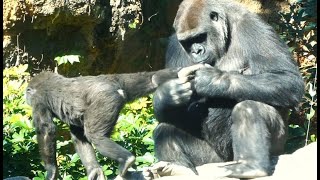 20241119 上野動物園　ニシゴリラ　姉のモモカに毛づくろいをされるスモモちゃん　のんびりと日向ぼっこをして過ごすゴリラたち　午前中の第二放飼場