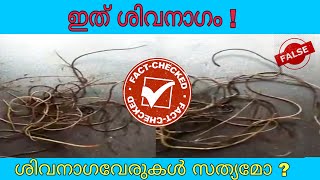 ശിവനാഗ വേരുകൾ സത്യമോ?|Siva Nagam| |Mind-Altering Parasites||Fact Check|