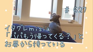 お昼すぎからパパの帰りを待つイタグレｍｉｓｉａ(ミーシャ)【生後627日】【うちの子560日目】【イタリアングレーハウンド】【パピーズママ出身】【2021.5.17生まれ】2023.2.2撮影