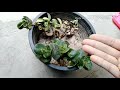 how to grow karonda carissa plant with cuttings lets do nature