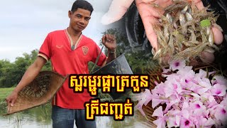 សម្លរម្ជូរត្រីជញ្ចត់ផ្កាត្រកួន Cauliflower Fish Soup