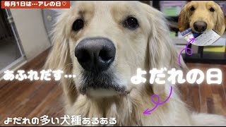 超大型になったゴールデンレトリバーの、ヨダレが止まりません🐶💛 Funny Dogs :) はななん日記♡