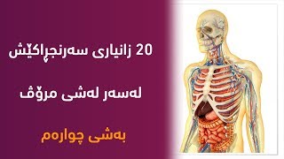 گرافیك - 20 زانیاری گرنگ له‌ له‌شی مرۆڤ - به‌شی چواره‌م