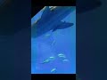 2023.4.3 沖縄旅行 美ら海水族館 に行って ジンベイザメ を見てきた。