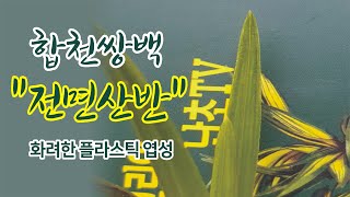 장마철에 화려한 플라스틱 엽성의 전면산반을 만난 난초산행이였습니다.korea orchid