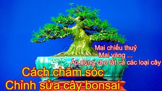 chăm sóc kiểng bonsai - cách làm cây kiểng bonsai 1 cách đơn giản