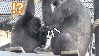 Gorilla◆Kintaro is obsessively concerned about Mom Genki's elbow. Injury?　【Momotaro family