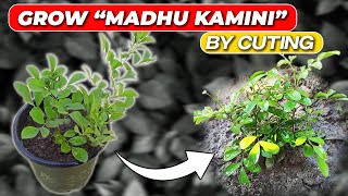 How To Grow Madhu Kamini By Cutting