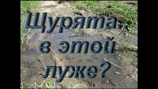 Щурята оказались отрезанными от реки.avi.little pike.