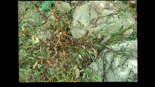 A0057 바보여뀌(Persicaria pubescens) 마디풀과(Polygonaceae)  [독성주의] 류머티즘, 관절염, 통풍, 신장 결석, 과다산증의 경우 상태악화