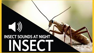 Summer Night Insect Sounds: A Tranquil Soundscape Under the Stars