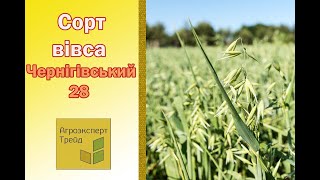 Овес Чернігівський 28 🌾, опис сорту 🌾 - насіння в Україні