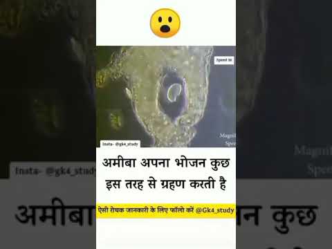 How do a Volvox and an amoeba get their food?