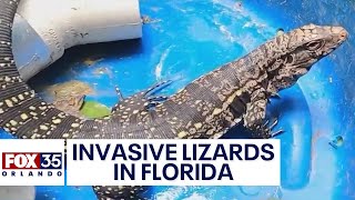 Florida man finds dangerous, invasive lizard in backyard
