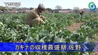 カキナの収穫最盛期　佐野