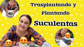 Trasplantando y plantando suculentas nuevas || #trasplante #Suculentas #plantando