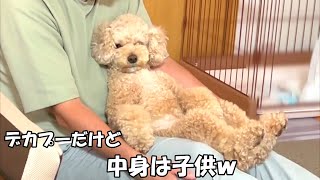 まるで人間の子供のような大きいトイプードル【デカプー】【トイプードルのロアく】【toy poodle】