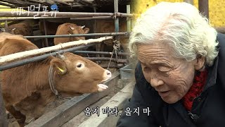 새끼와 생이별한 어미 소의 울음소리에 안쓰러운 마음이 가시질 않는 할머니 | 웃으면 되는겨 | KBS 인간극장 171208 방송