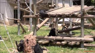 A juvenile chimp gets into mischief at Tama Zoo