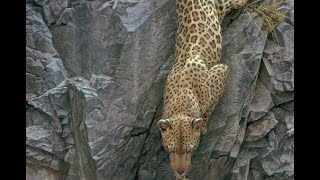 #90 -  Rockface Descent Leopard by Robert Bateman