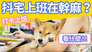 【柴犬抖宅大人】抖宅上班在幹麻？