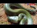 twin spotted wolf snake lycodon jara akar ronghang