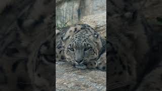 Gorgeous Snow Leopard #animalplanet #snowleopard #natgeowild