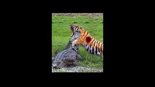 Unexpected opponent come across cheetah😱😮 #animalfight #animallovers #cheetah#crocodile#fyp #videos