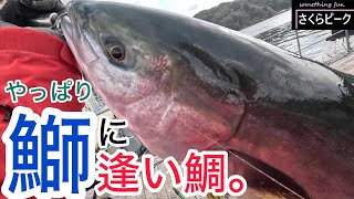 【釣り】どれだけ渋くても鰤を釣らないと気が済まない女の末路/真冬の海上釣堀編（あなたに逢い鯛。釣り堀　三重県南伊勢町）