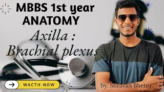 Brachial Plexus || Axilla || Anatomy - MBBS 1st year